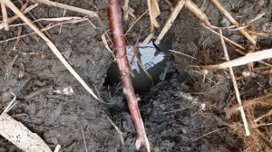 Как Ловить Ондатру В норе ?Ловля Ондатры в Дагестане ?How to catch a Muskrat in a hole Muskrat