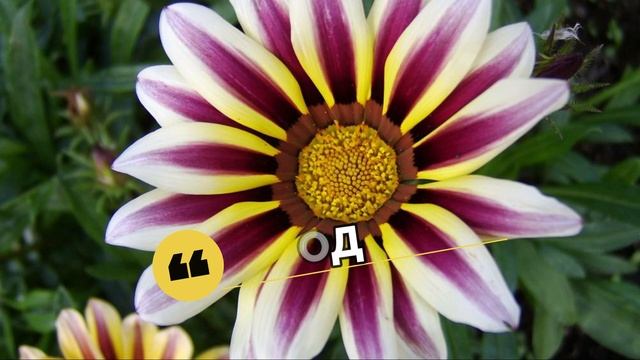 ГАЦАНИЯ. Красивая. Неприхотливая. Благородная. смотреть онлайн