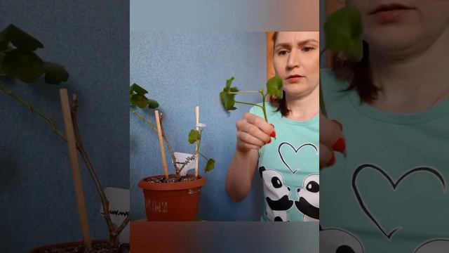 Черенкование пеларгоний от и до смотреть онлайн
