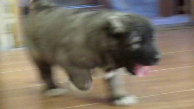 Юпитер из Алмазной Россыпи, 38 дней смотреть онлайн