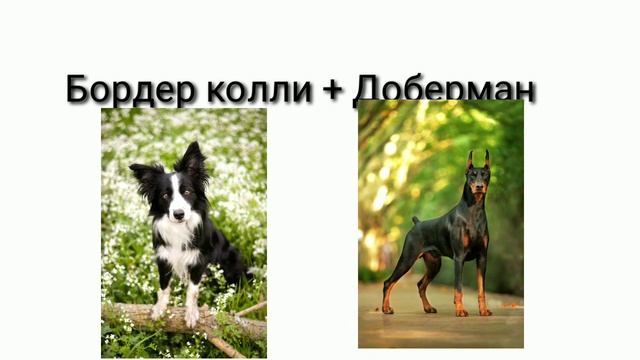 | Чудо генетика | Скрещивание пород Собак | смотреть онлайн