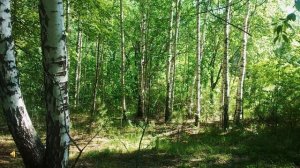 Георгий Скребицкий «Лесной голосок»