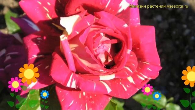 Роза флорибунда Фантазия. Краткий обзор, описание характеристик, где купить саженцы Fantasia смотреть онлайн