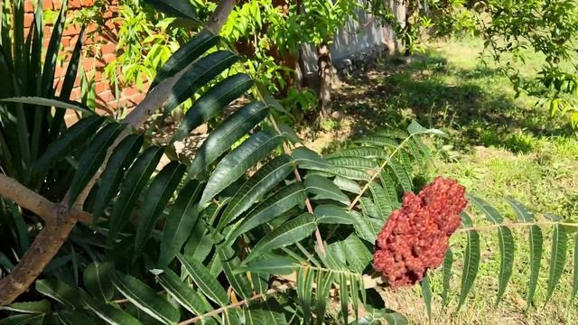 Это надо видеть. Необыкновенное, эффектное, декоративное южное деревце Сумах смотреть онлайн