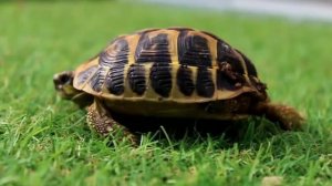 Звуки животных для ребёнка / Звуки Черепахи / Как говорит черепаха под водой