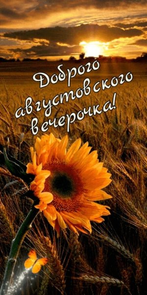Добрый вечер ! Желаю доброго вечера! Открытка с добрым вечером
