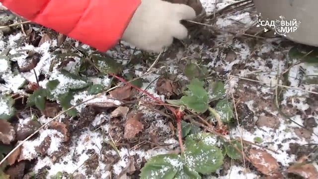 Подготовка клубники к зимовке. Земляника зимует отлично Сайт "Садовый мир" смотреть онлайн
