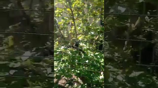 Зоопарк Нижний Новгород смотреть онлайн