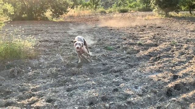 TROY смотреть онлайн