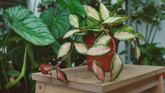 Hoya carnosa tricolor - jak dbać o hoję, jak podlewać i rozmnażać, podłoże i stanowisko dla hoi. смотреть онлайн