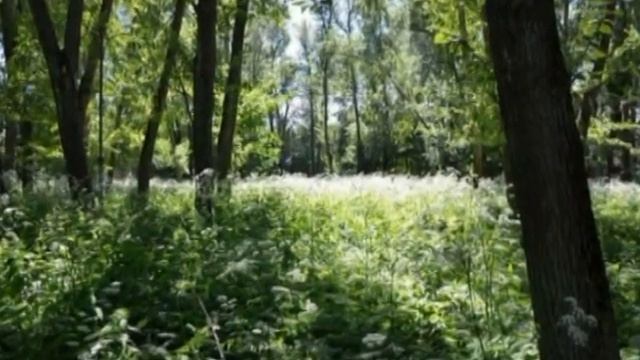 Переславль. Красноэховский парк. смотреть онлайн