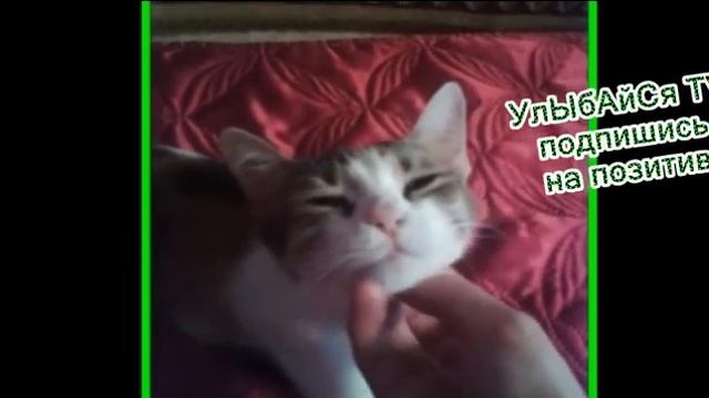 КОШКА И ДИВАН.Диван и кошка неразлучны