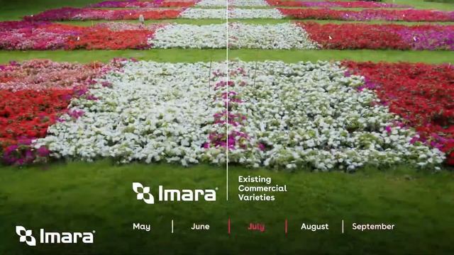 Imara: a breakthrough for Impatiens walleriana | Syngenta Flowers смотреть онлайн