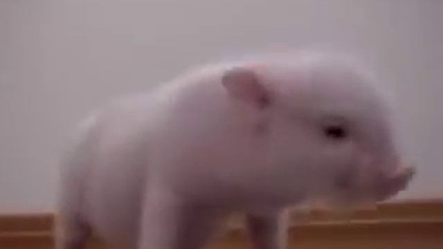 Забавный хрюндель смотреть онлайн