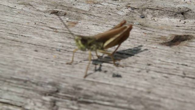 Сверчок (Cricket). смотреть онлайн