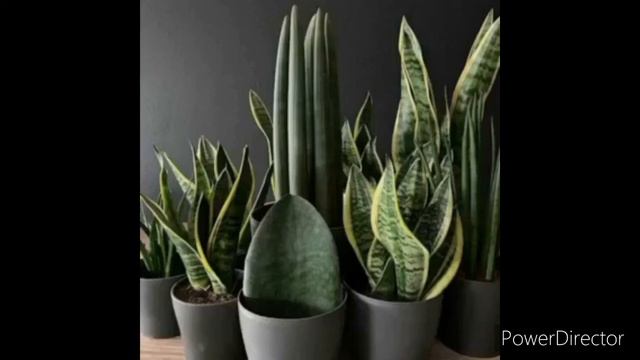 SNAKE PLANTS смотреть онлайн