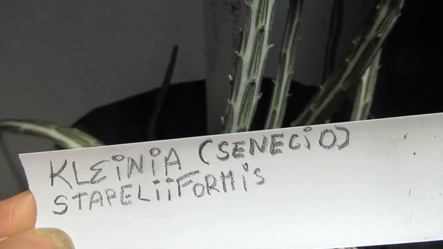 Pencil plant blooming - Kleinia Stapeliiformis смотреть онлайн