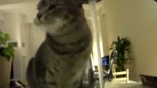 У котов тоже бывает утро смотреть онлайн