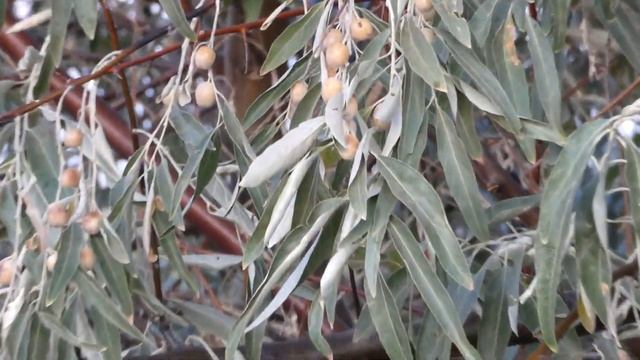 Чудесный серебристый лох.Полезные свойства и применение.