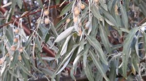 Чудесный серебристый лох.Полезные свойства и применение.