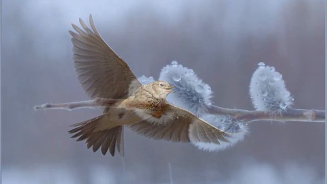 П И Чайковский Март смотреть онлайн