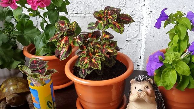 ⚠ Колеус (Coleus, Solenostemon). Размножение и выращивание. смотреть онлайн