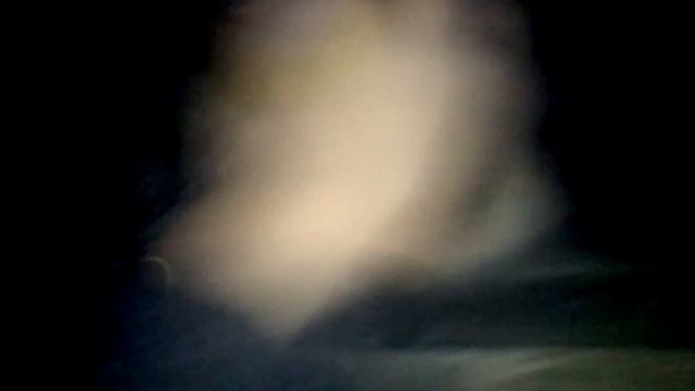 Отдам кошку в добрые руки смотреть онлайн