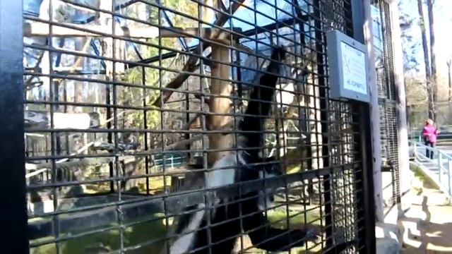 Новосибирский зоопарк. Октябрь 2017 смотреть онлайн