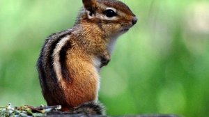 Интересные факты о Бурундуке