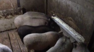 Выгодные свиньи или нет? Плюсы и минусы вьетнамской породы