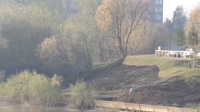 Дикие утки на реке Чепца смотреть онлайн
