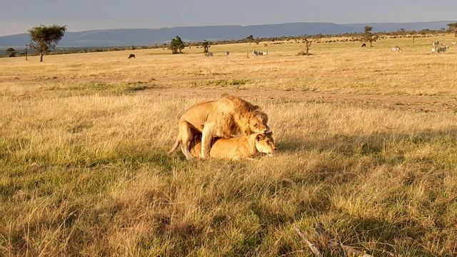 Lions Mating