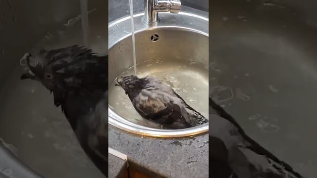 Голубь который прилетел ко мне домой смотреть онлайн