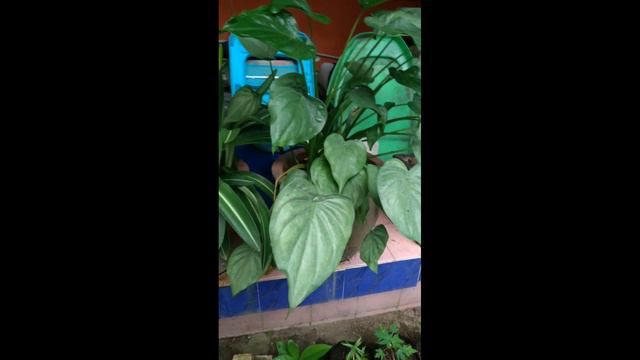 Koleksi Bunga смотреть онлайн