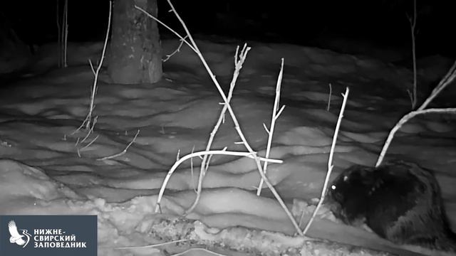 Деловой бобр смотреть онлайн