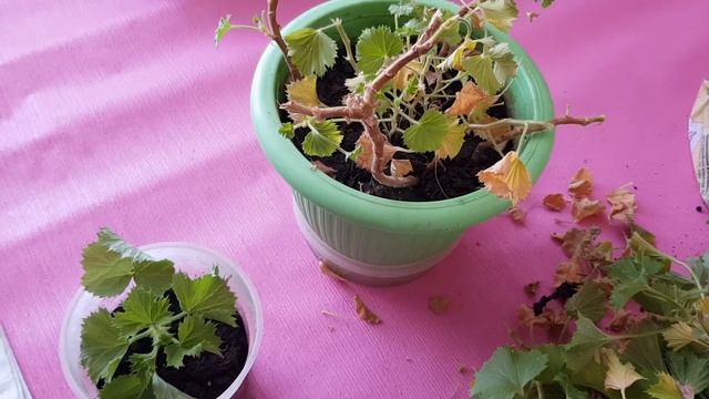 Как омолодить королевскую герань. Сажаем пеларгонию. Как избавиться от белокрылки. смотреть онлайн
