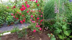 Плетистая роза Paul's Scarlet (Пауль Скарлет).