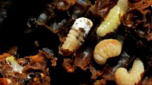 ПЧЁЛЫ ( Лечение АСКОФЕРОЗА у пчёл)