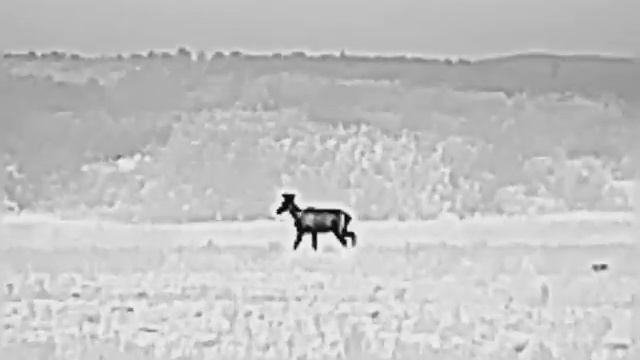 iRay Saim SCP 19W олені 100-150м смотреть онлайн