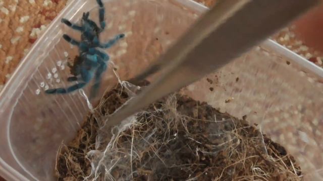 кормление нескольких птицеедов смотреть онлайн