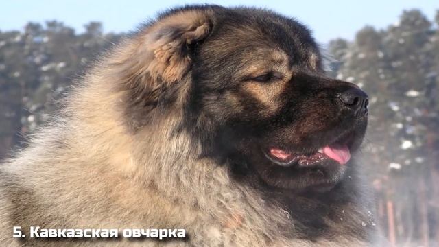 Самые Опасные Собаки в Мире / Топ 10 смотреть онлайн
