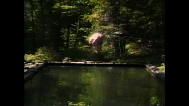 The Reflecting Pool - Bill Viola