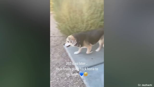 Most Heartwarming Dogs Reunions with Their Owners That Will Melt Your Heart ❤️ смотреть онлайн