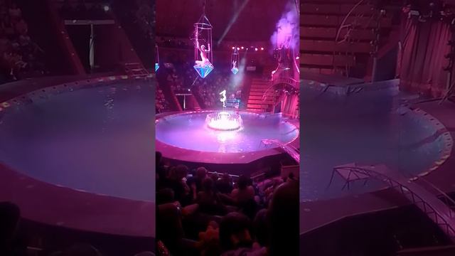 цирк на воде Тверь смотреть онлайн