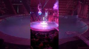 цирк на воде Тверь