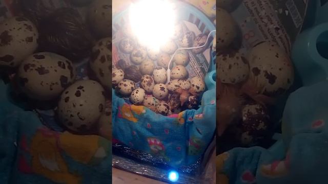 Инкубация,вылуп перепелов в коробке под лампочкой. Эксперемент удачный!!! смотреть онлайн