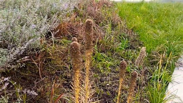 ? ТЮФЕЛЕВА РОЩА: КОНЦЕПЦИЯ ПАБЛИК-АРТА В МОСКВЕ/СМОТРОВАЯ НА ПЕРГОЛЕ/ПРУД. смотреть онлайн