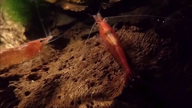 Аквариум креветка вишневая, Cherry смотреть онлайн