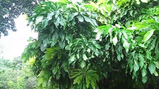 Gustavia superba Sachamango, Heaven Lotus Tree смотреть онлайн