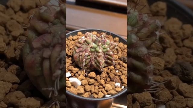 T-REX Gymnocalycium Cactus смотреть онлайн